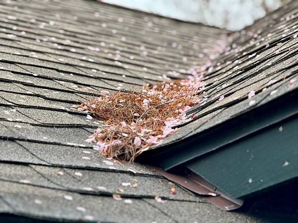 Look for Shingle Problems